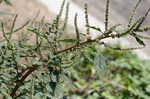 Thorny amaranth